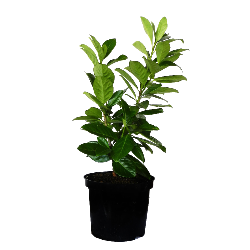 Prunus%20laurocerasus%20Novita