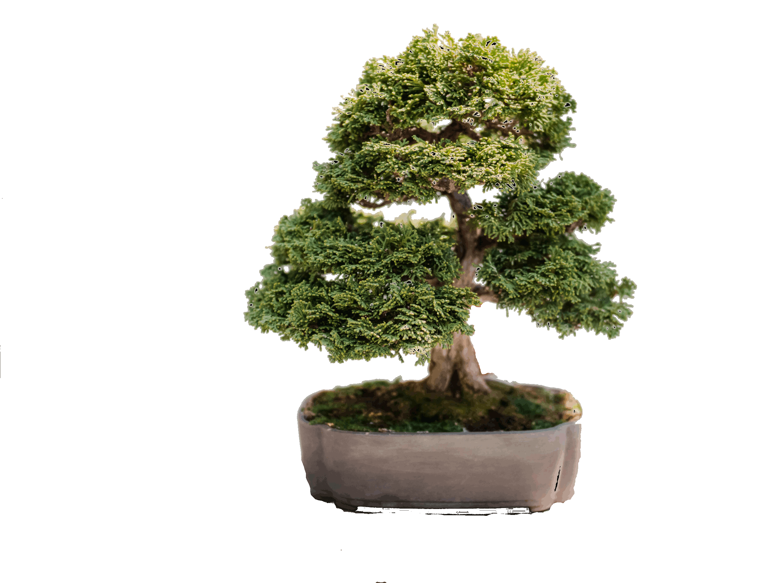bonsai